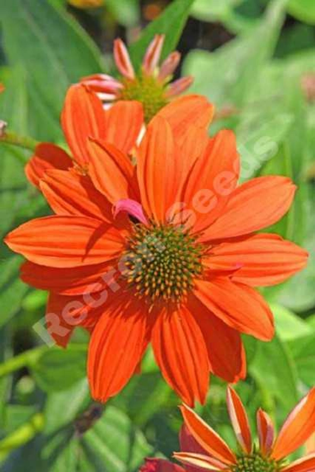 Zinia Orange Seeds (Pack Of 30)