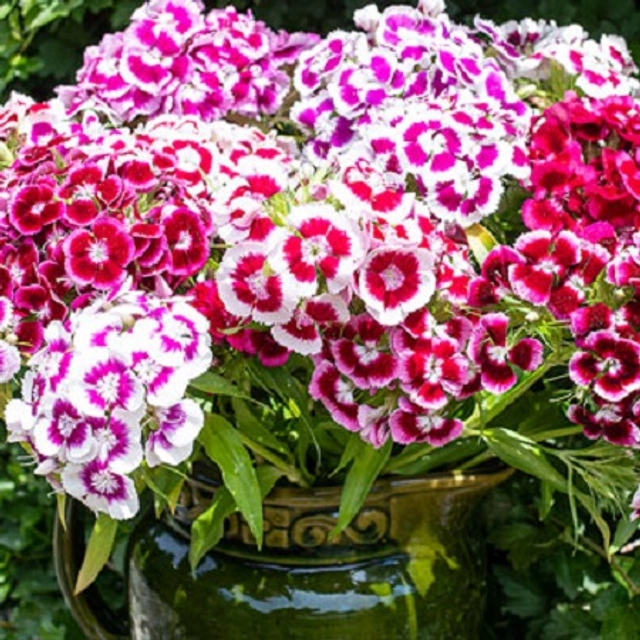 Jignisha Seeds Sweet William Mix Flower Seeds (Multicolor, Pack of 30)