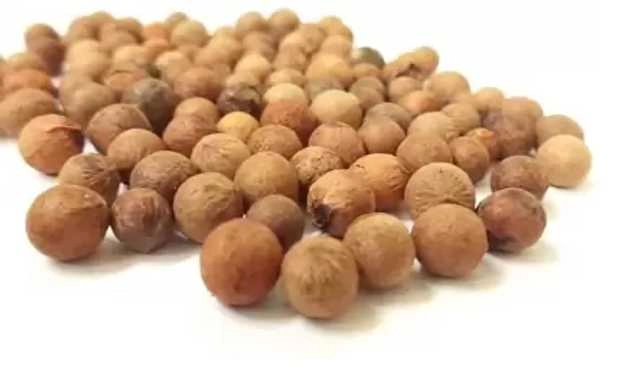 Safed Chandan (White Sandalwood) Seeds (Pack Of 10) (J2)