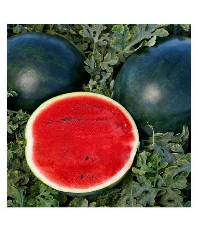 Seeds of Watermelon Fruit (Pack Of 10)