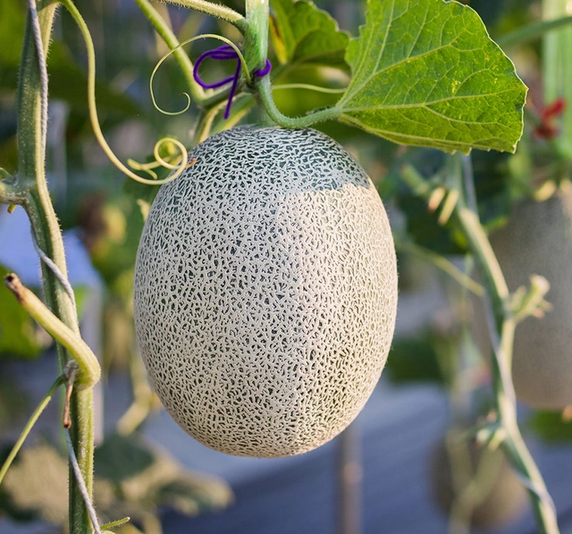 Muskmelon Fruit Seeds (Pack of 30)