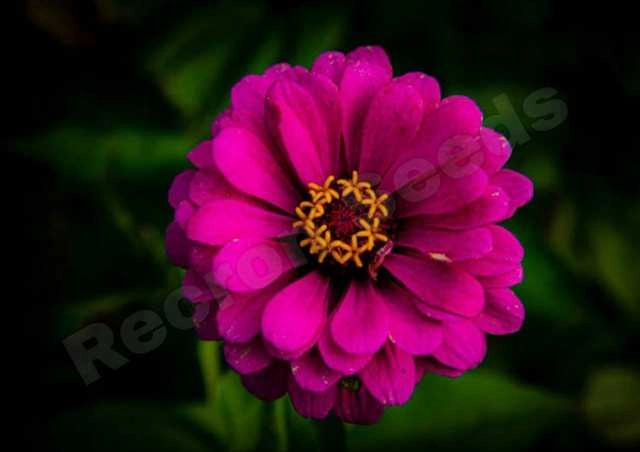 Zinia Pink Seeds (Pack Of 30)