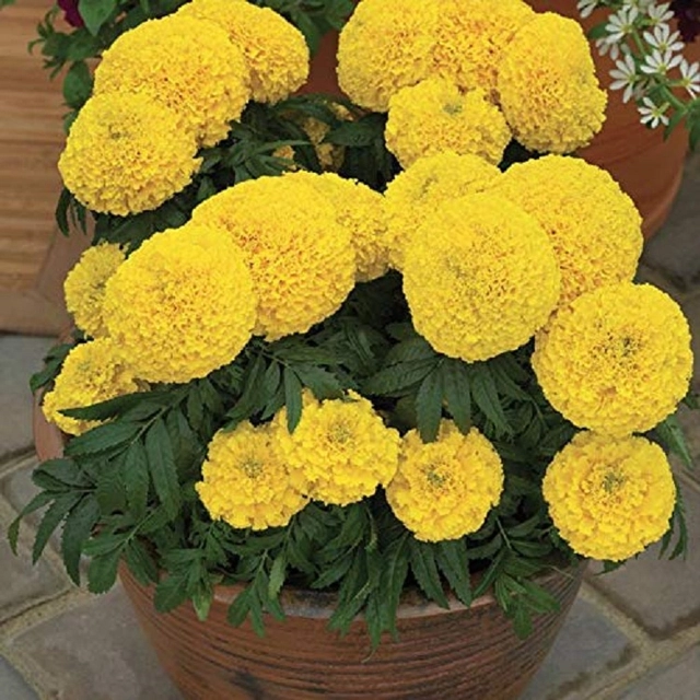 Jignisha Seeds Marigold Yellow Flower Seeds (Yellow, Pack of 50)