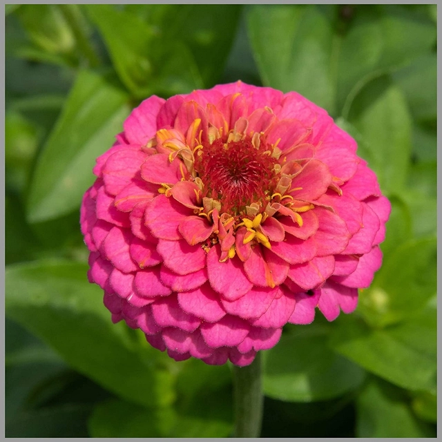 Jignisha Seeds Zinnia Pink Flower Seeds (Pink, Pack of 30)