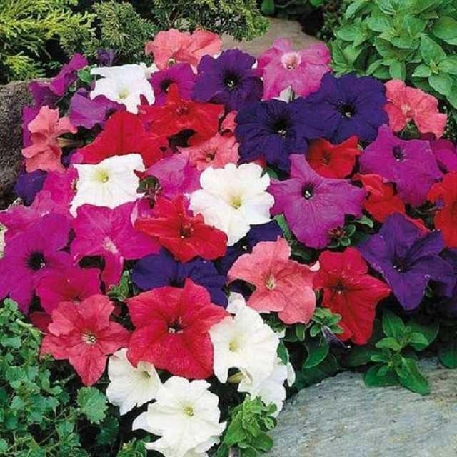 Petunia Mix Seeds (Pack Of 30)