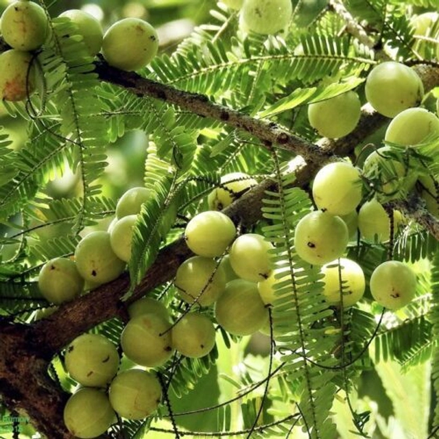 Jignisha Seeds Amla Fruit Seeds (Yellow, Pack of 30)