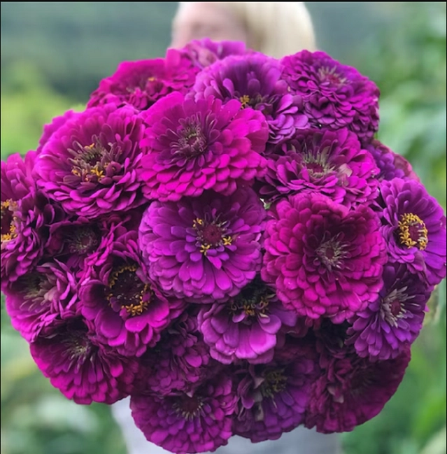 Jignisha Seeds Zinnia Purple Flower Seeds (Purple, Pack of 30)