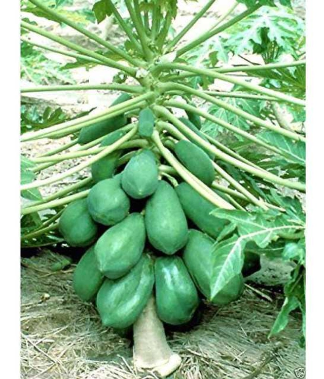 Orange Flesh Papaya Fuit Seeds (Pack Of 100) (J12)