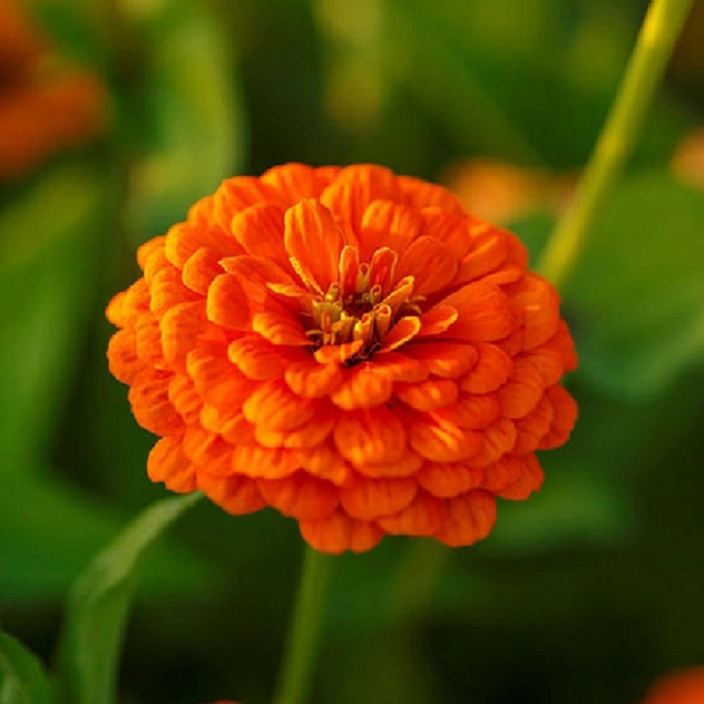 Jignisha Seeds Zinnia Orange Flower Seeds (Orange, Pack of 30)