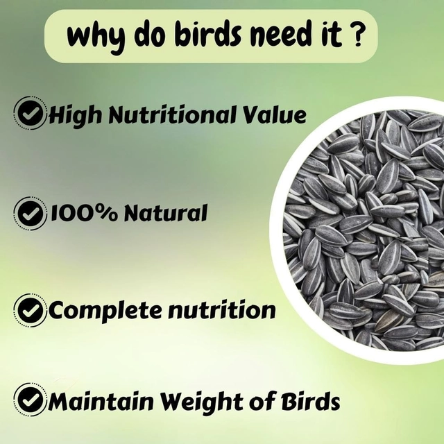 Omiyage® Premium Sunflower Seeds for Birds Food (500 g)