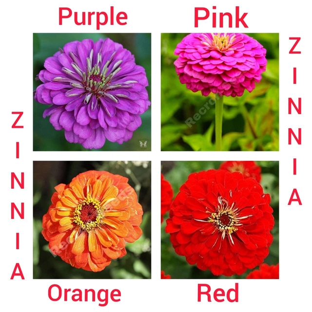 Jignisha Seeds 4 Type of Zinnia Flower Seeds (Red, Set of 1)