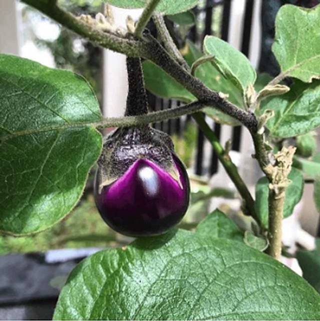 Purple Round Brinjal Seeds (Pack Of 50)