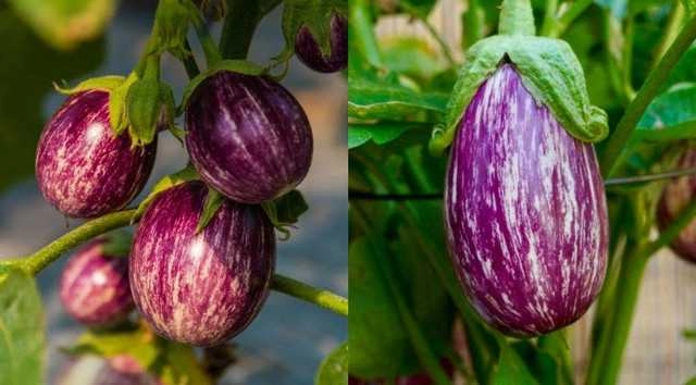 Exotic Brinjal Kateri Seeds For Gardening (Pack Of 50)