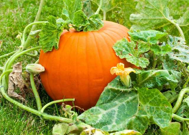 Seeds of Hybrid Pumpkin (Pack Of 10)