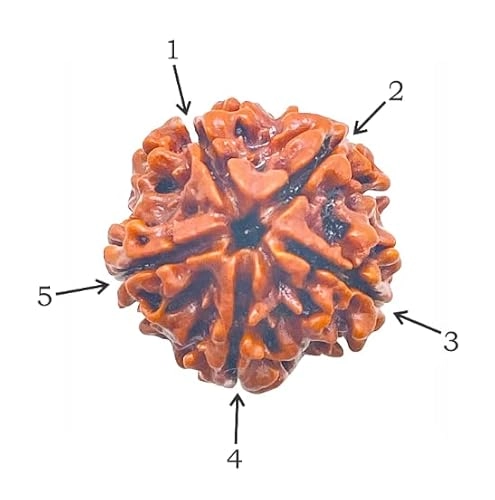 5 Mukhi Nepali Rudraksha Pendant (Brown)