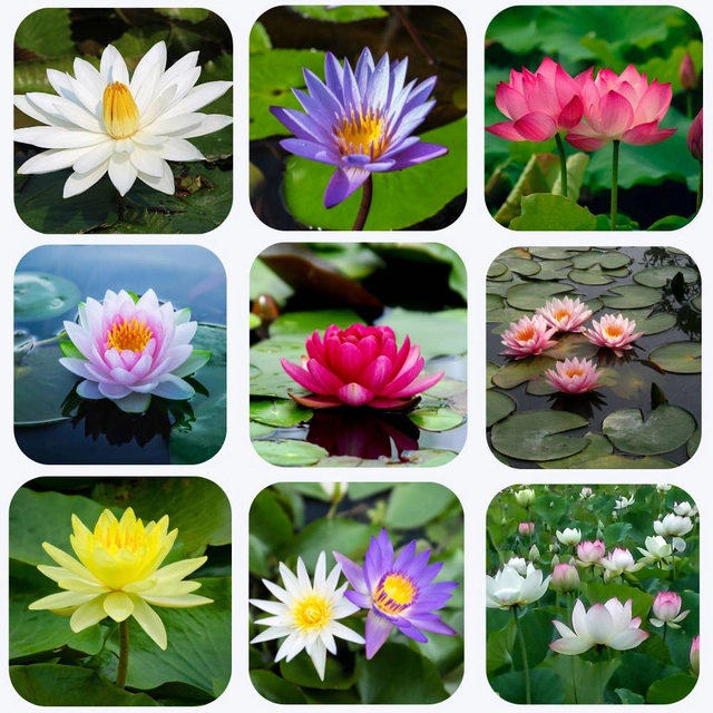 Jignisha Seeds Lotus Mix Flower Seeds (Multicolor, Pack of 15)