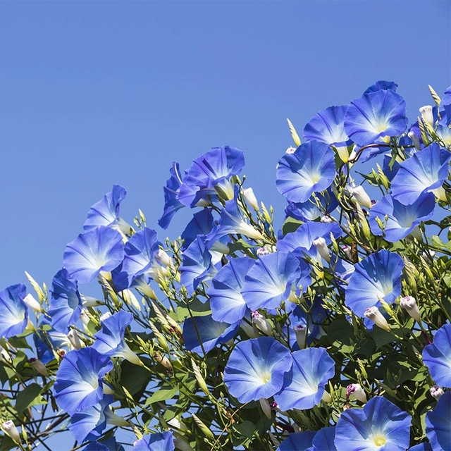 Jignisha Seeds Morning Glory Blue Flower Seeds (Blue, Pack of 30)