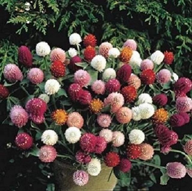 Jignisha Seeds Gomphrena Mix Flower Seeds (Multicolor, Pack of 30)