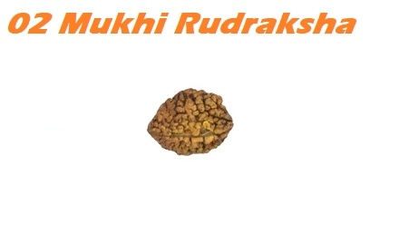 3 Mukhi Rudrakash Pendant (Brown)