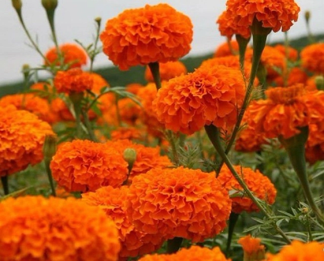 Jignisha Seeds Marigold Orange Flower Seeds (Orange, Pack of 50)