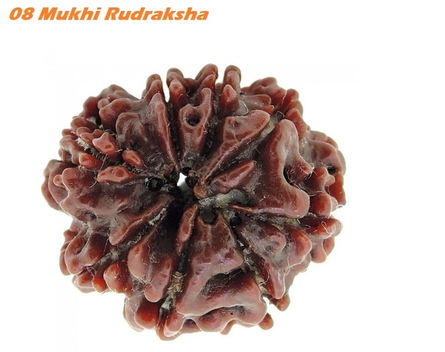 3 Mukhi Rudrakash Pendant (Brown)