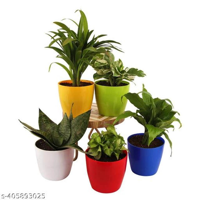 Plastic Round Shape Planters (Multicolor, Pack of 5)