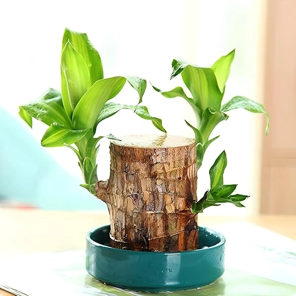 Healthy Indoor Live Lucky Brazilian Wood Plant for Living Room (Brown, Pack of 3)