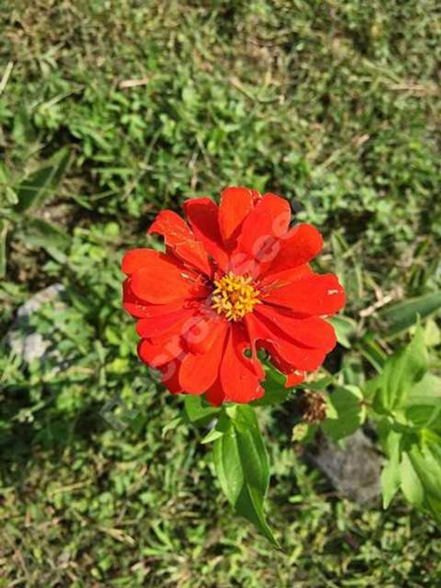 Zinia Red Seeds (Pack Of 30)