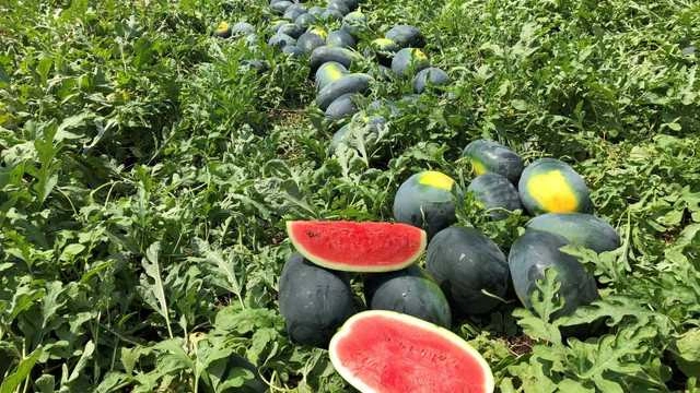 Seeds of Watermelon Fruit (Pack Of 10)