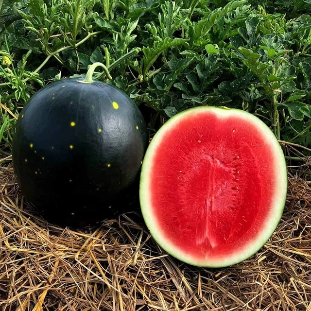 Jignisha Seeds Black Watermelon Fruit Seeds (Black, Pack of 10)