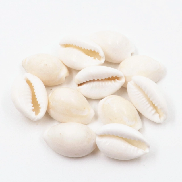 Shell Cowrie for Pooja (White, Pack of 11)