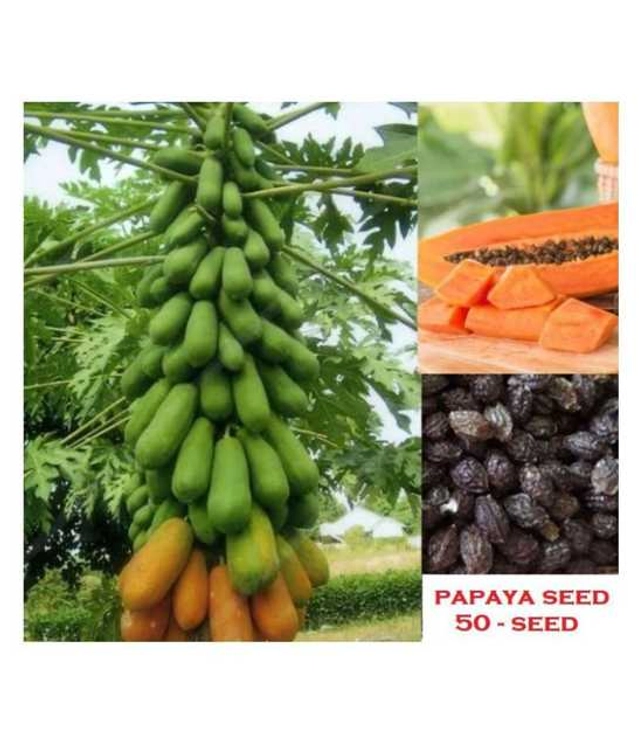 Seeds of Papaya Fruit (Pack Of 25)