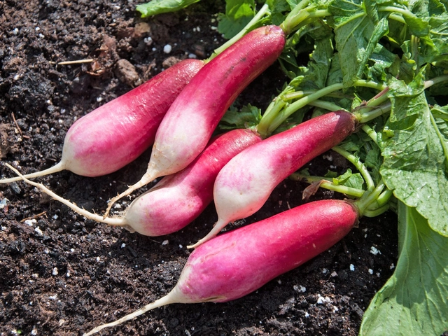 Jignisha Seeds Red Radish Seeds (Red, Pack of 50)