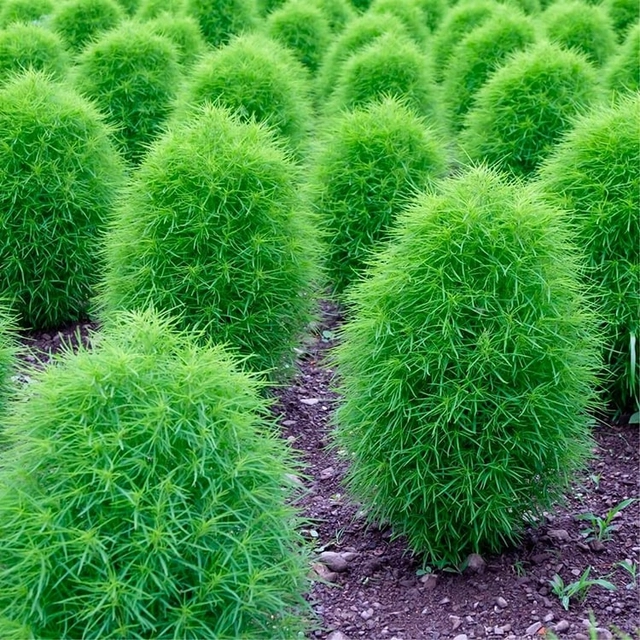 Jignisha Seeds Kochia Green China Grass Seeds (Green, Pack of 30)