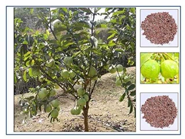 Hybrid Red Seeds Red Guava (Pack Of 50)