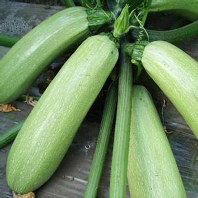 Zucchini Light Green Seeds (Pack Of 10)