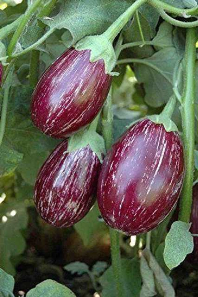 Exotic Brinjal Kateri Seeds For Gardening (Pack Of 50)