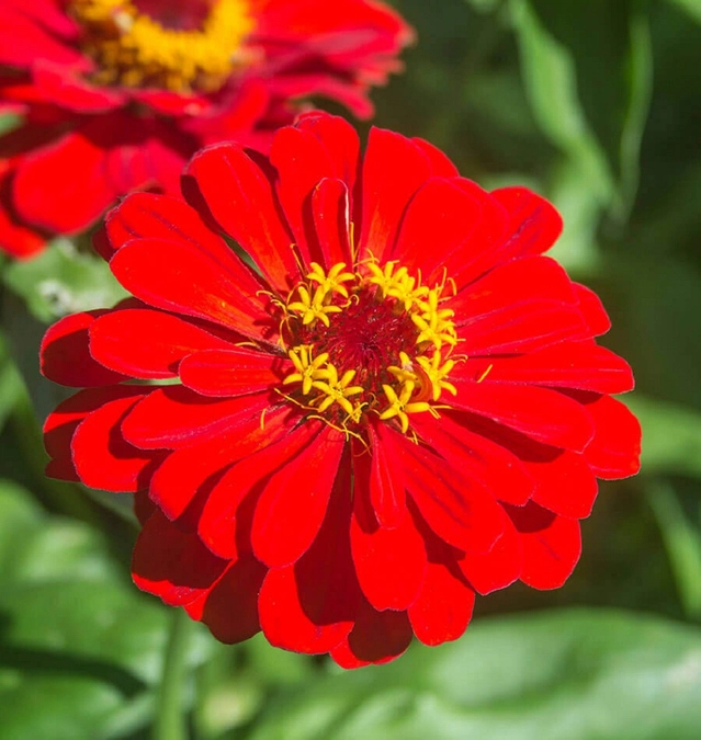 Jignisha Seeds Zinnia Red Flower Seeds (Red, Pack of 30)