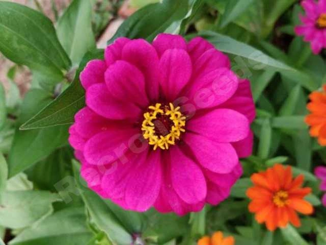 Zinia Pink Seeds (Pack Of 30)