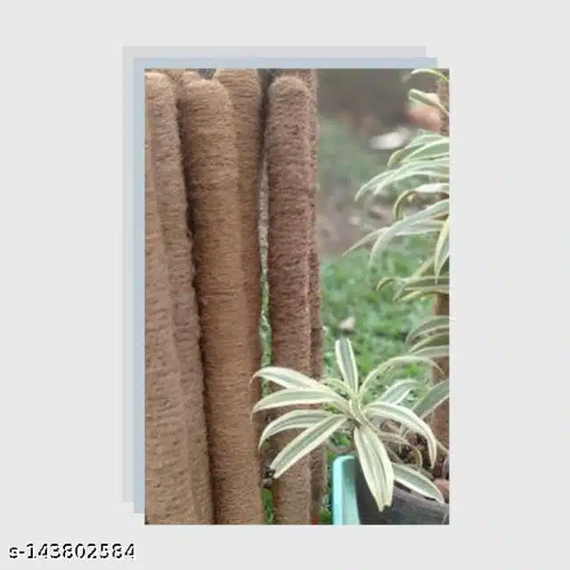 Wooden Moss Stick (Brown, 3 feet) (Pack of 3)