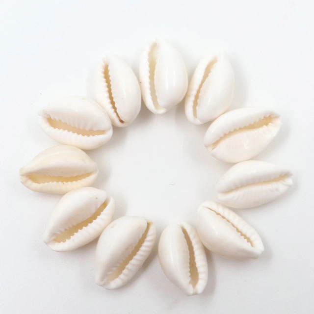 Shell Cowrie for Pooja (White, Pack of 11)