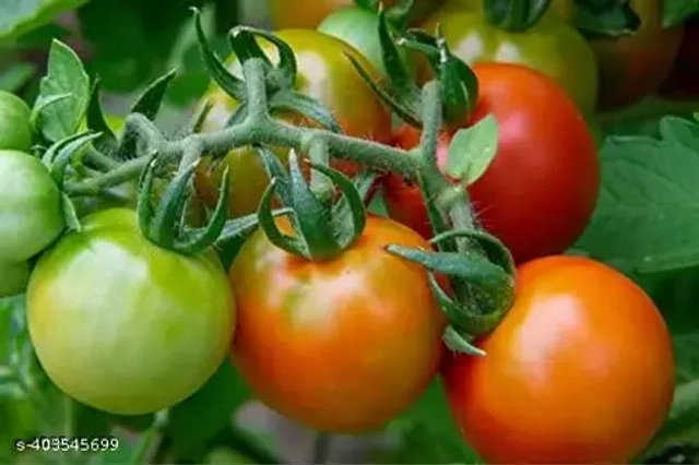 Cultivate Authentic Tomato Plant 50 Pcs Seeds (Set of 1)