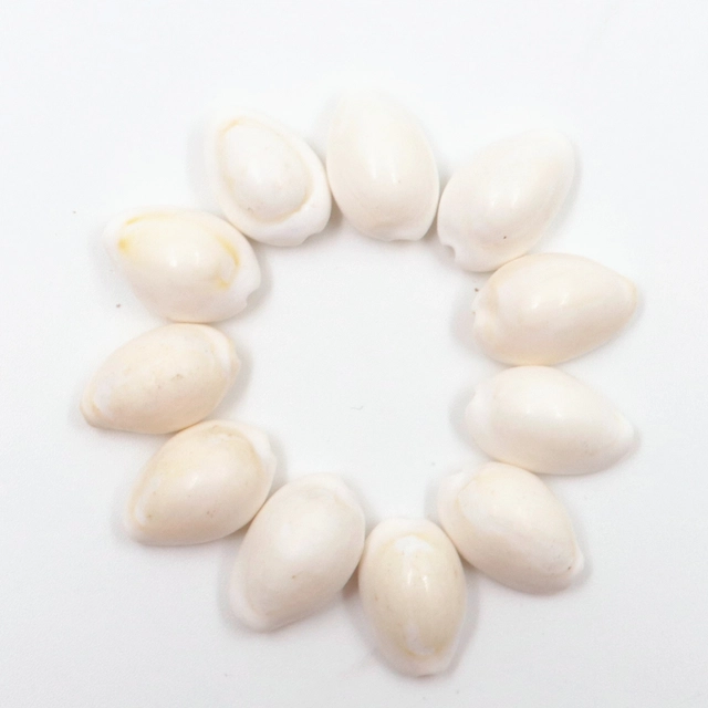 Shell Cowrie for Pooja (White, Pack of 11)