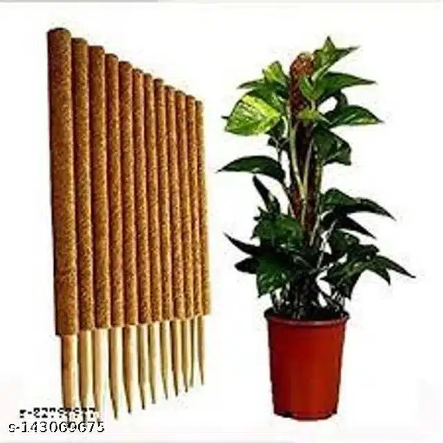 Wooden Moss Stick (Brown, 3 feet) (Pack of 7)