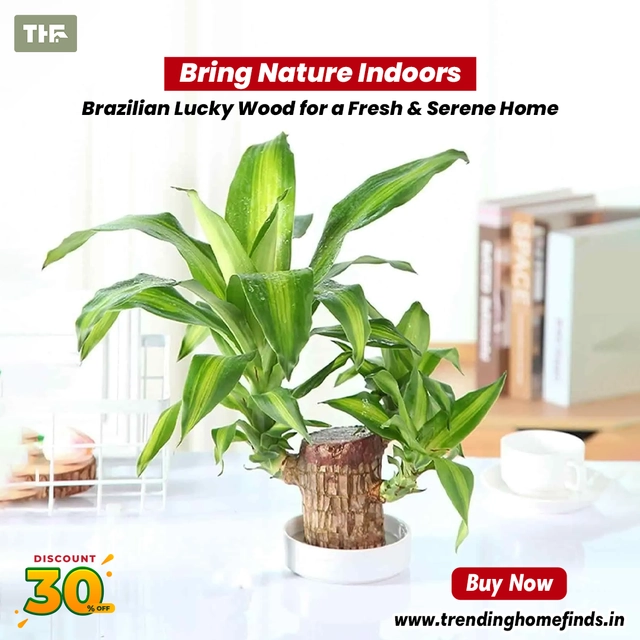 Healthy Indoor Live Lucky Brazilian Wood Plant for Living Room (Brown, Pack of 3)