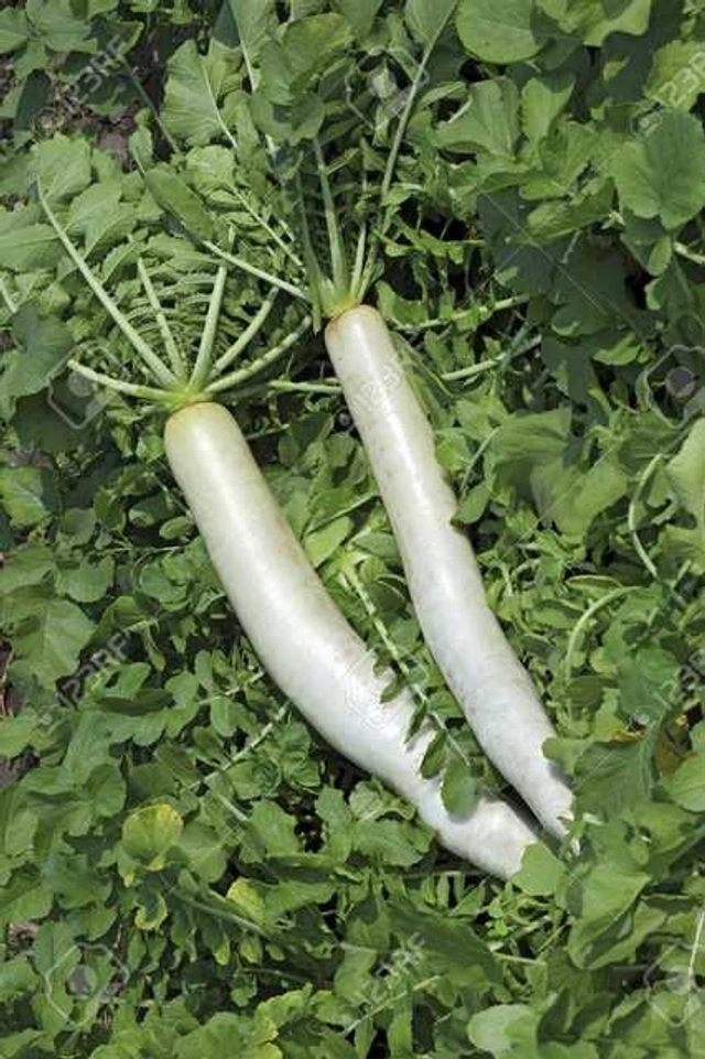 White Radish Seeds (Pack Of 500)