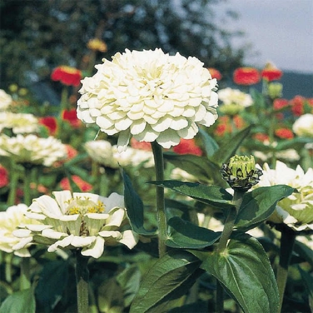 Jignisha Seeds Zinnia White Flower Seeds (White, Pack of 30)