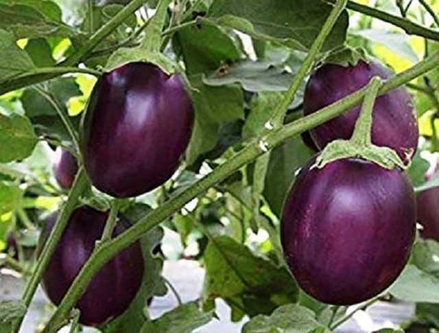 Purple Round Brinjal Seeds (Pack Of 50)