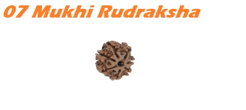 3 Mukhi Rudrakash Pendant (Brown)