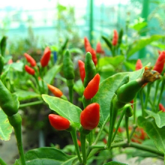 Jignisha Seeds Ornamental Chilli Seeds (Multicolor, Pack of 50)